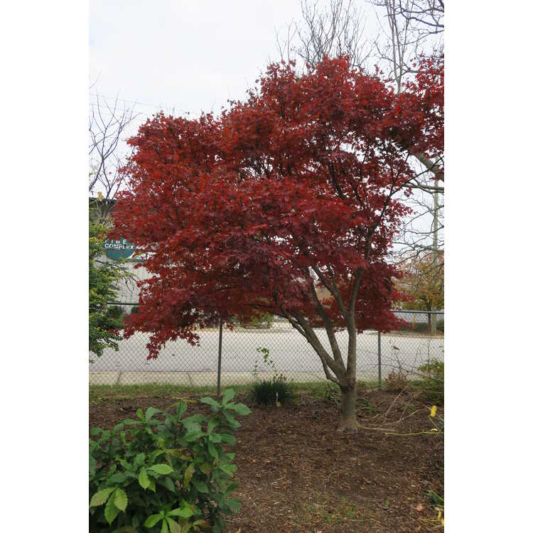 Acer palmatum 'Yezo Nishiki'