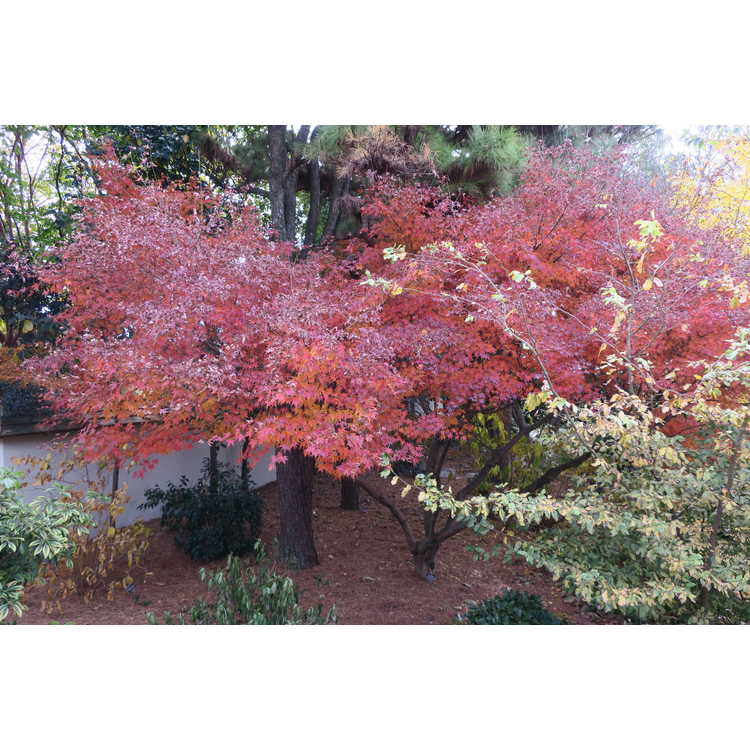 Acer palmatum 'Oridono Nishiki' - variegated chameleon Japanese maple