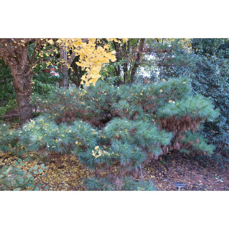 Pinus strobus f. nana - dwarf eastern white pine