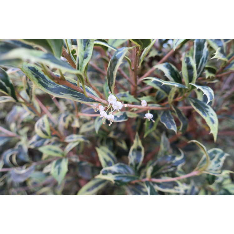 Osmanthus heterophyllus 'Kembu' - variegated holly tea-olive