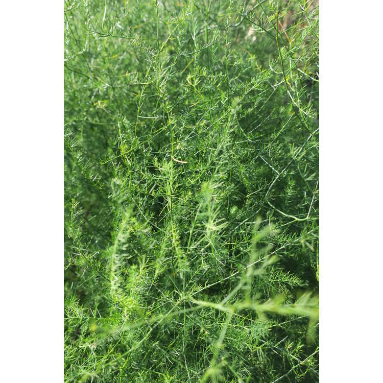 naked asparagus fern