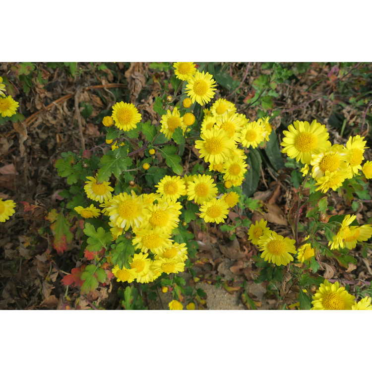 Chrysanthemum 'Golden Lida Thomas'