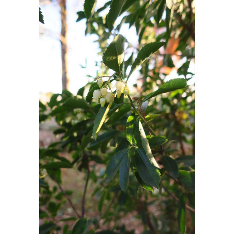 Arbutus ×andrachnoides
