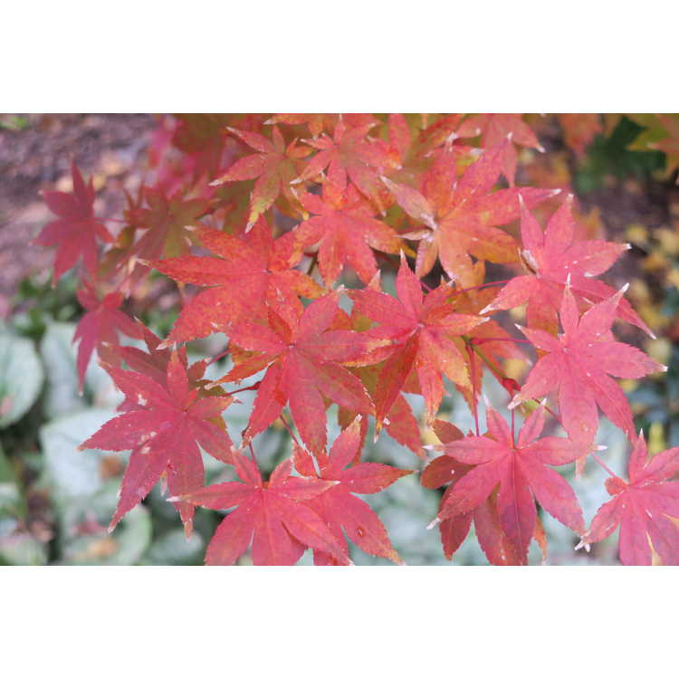 Acer palmatum 'Summer Gold' - gold-leaf Japanese maple