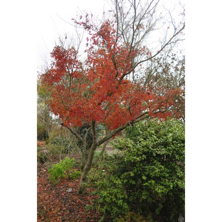 Acer palmatum 'Higasa yama' - variegated Japanese maple