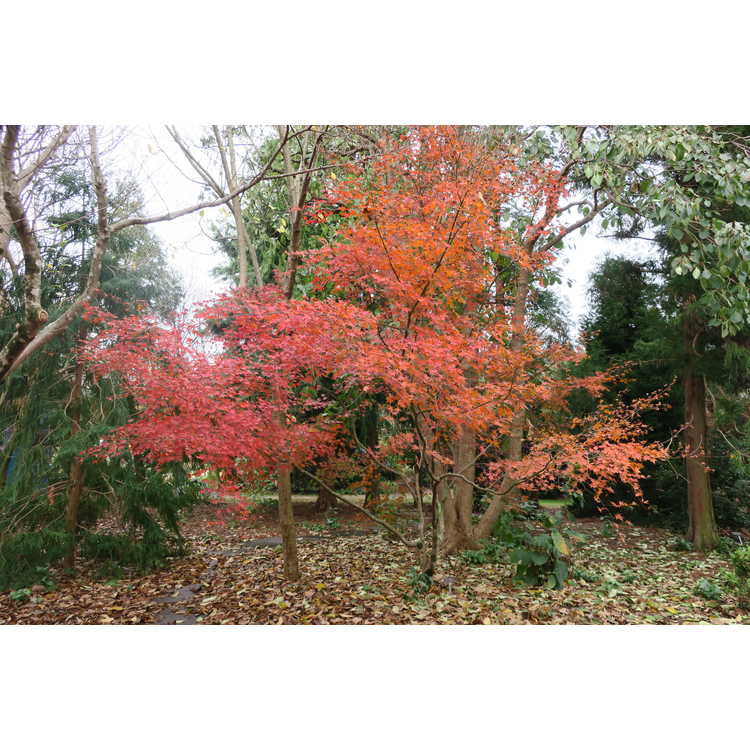 Acer palmatum 'Nishiki Momiji'