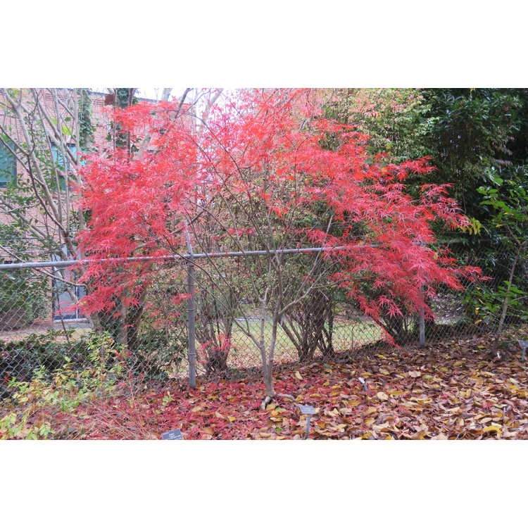 Acer palmatum 'Beni ôtake' - red bamboo Japanese maple