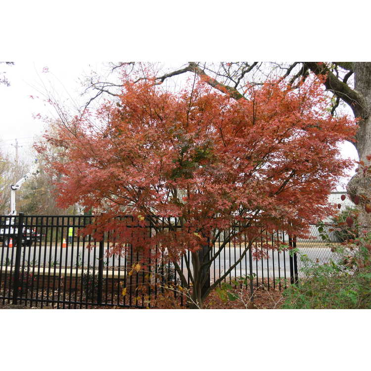 Acer palmatum 'Ao kanzashi' - variegated Japanese maple