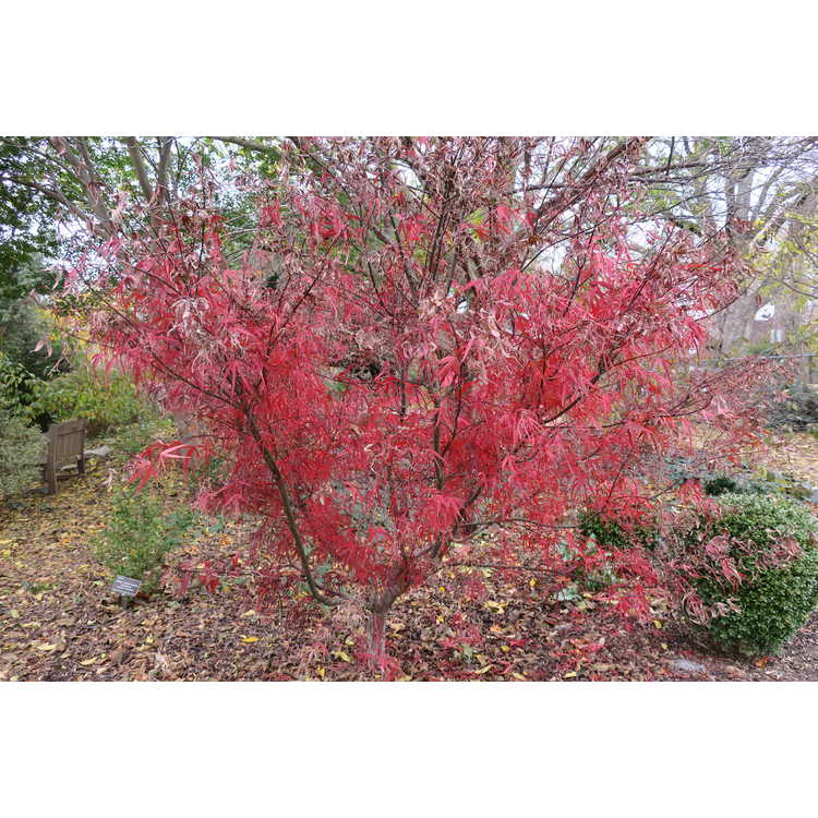 Acer palmatum 'Hubb's Red Willow' - purple narrowleaf Japanese maple