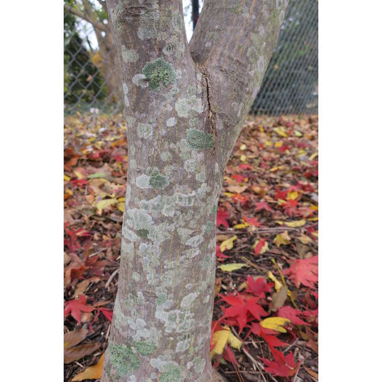 Acer palmatum 'Scolopendrifolium' - green narrowleaf Japanese maple