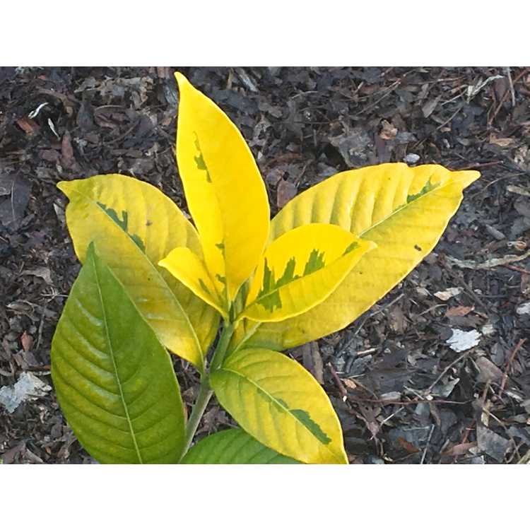 Gardenia jasminoides 'Ogon-no-hana' - Gold Doubloon gold-leaf gardenia