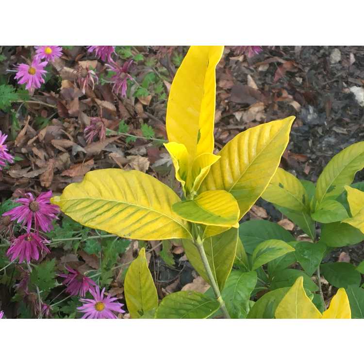 Gardenia jasminoides 'Ogon-no-hana' - Gold Doubloon gold-leaf gardenia