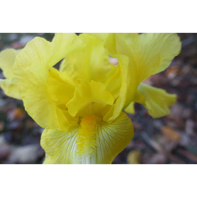 Iris 'Harvest of Memories' - reblooming tall bearded iris