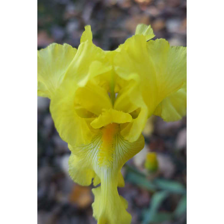 Iris 'Harvest of Memories' - reblooming tall bearded iris