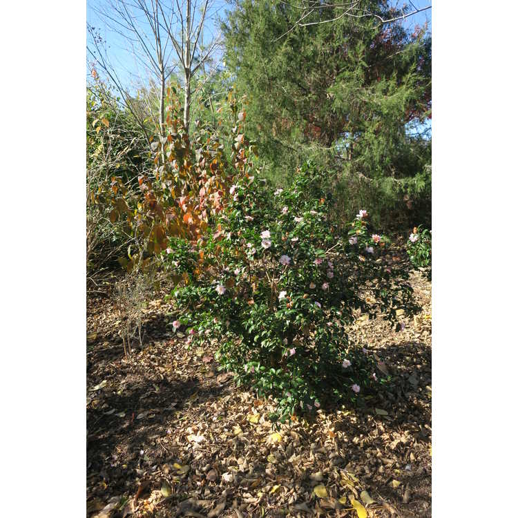 Camellia sasanqua 'Green 94-035'