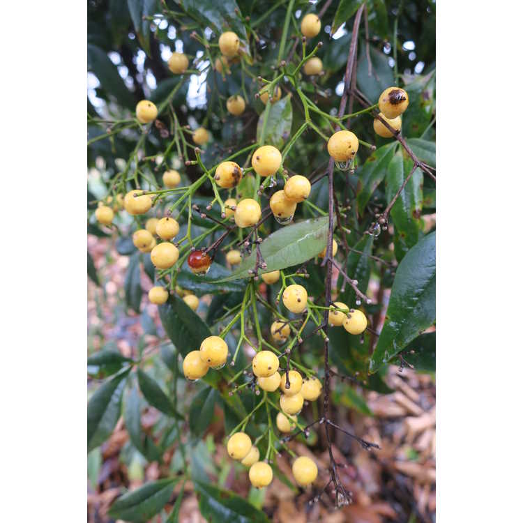 Nandina domestica 'Leucocarpa' - yellow-berried heavenly bamboo