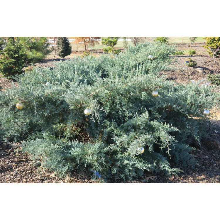 <em>Juniperus virginiana</em> 'Royo'