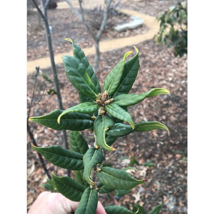 Quercus sessilifolia