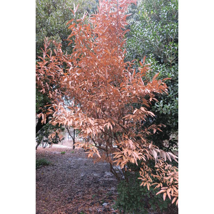 Lindera angustifolia - narrowleaf spicebush