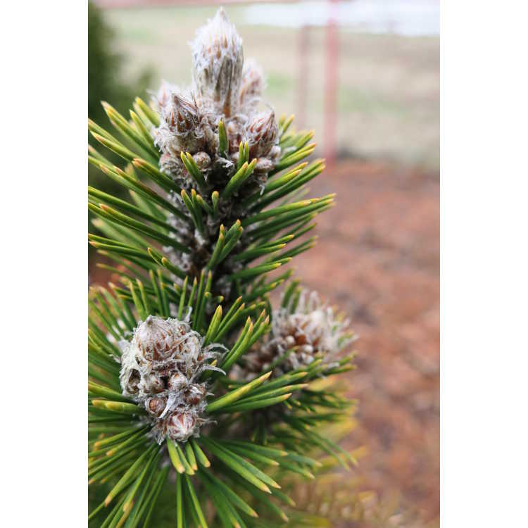 dwarf Austrian pine