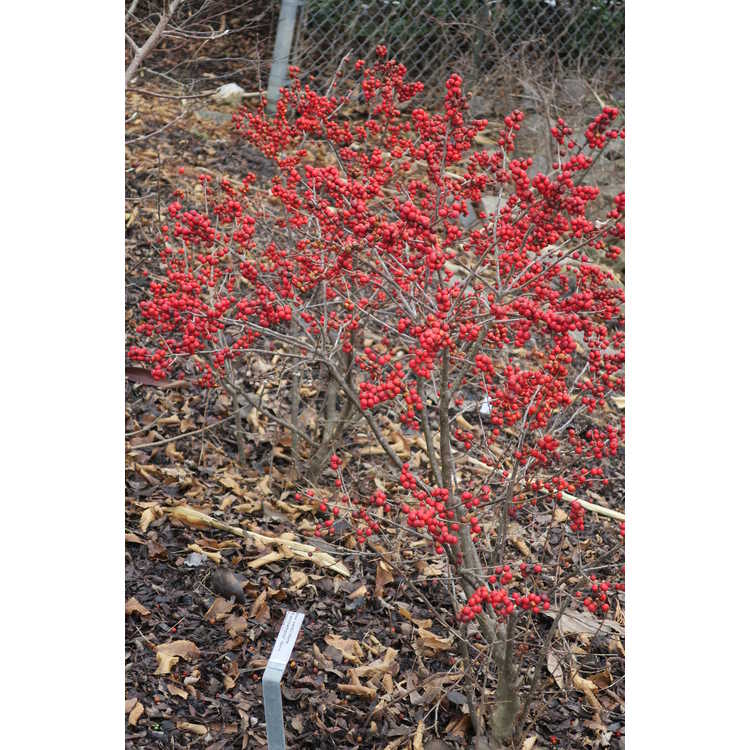 Berry Poppins winterberry holly