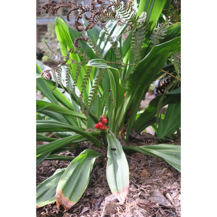 Rohdea japonica 'Yattazu Yan jaku' - sacred lily