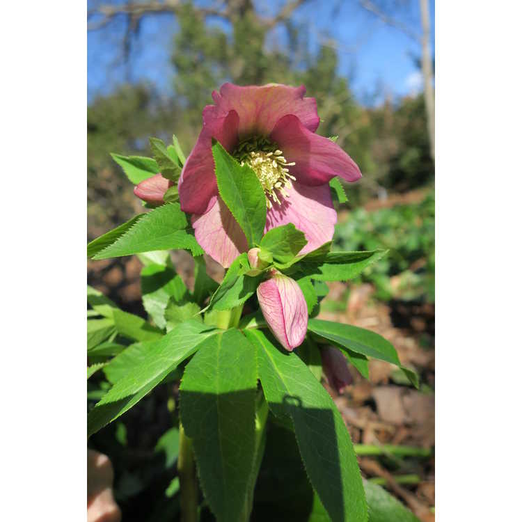 Helleborus ×hybridus (mid-pink shades) - Lenten rose