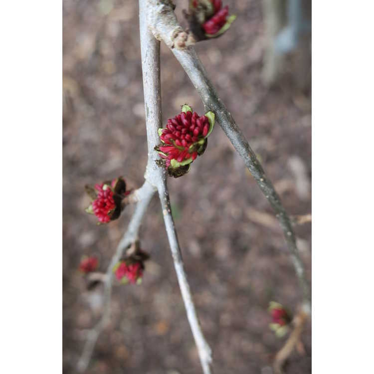 Parrotia persica 'Pendula' - weeping Persian ironwood
