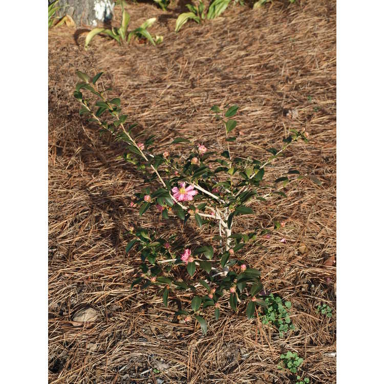 Camellia sasanqua 'Green 01-006' - October Magic Carpet sasanqua camellia
