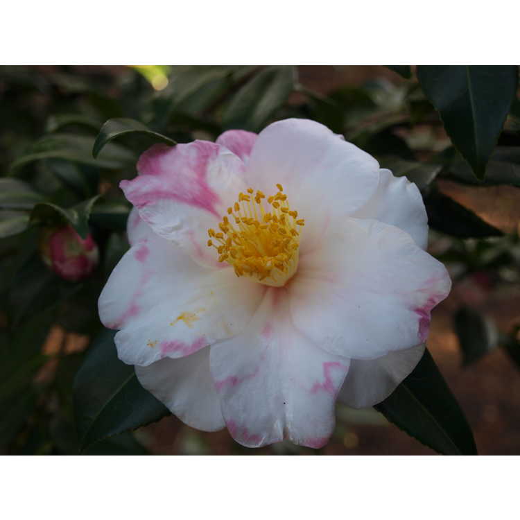 Camellia vernalis Shibori Egao