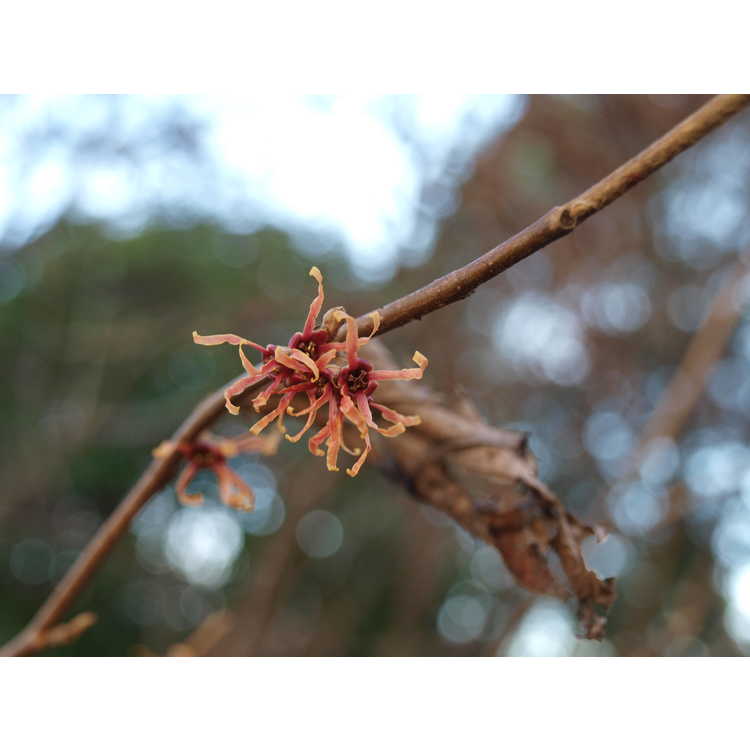Hamamelis vernalis f. carnea - red Ozark witchhazel