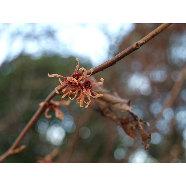 Hamamelis vernalis f. carnea - red Ozark witchhazel