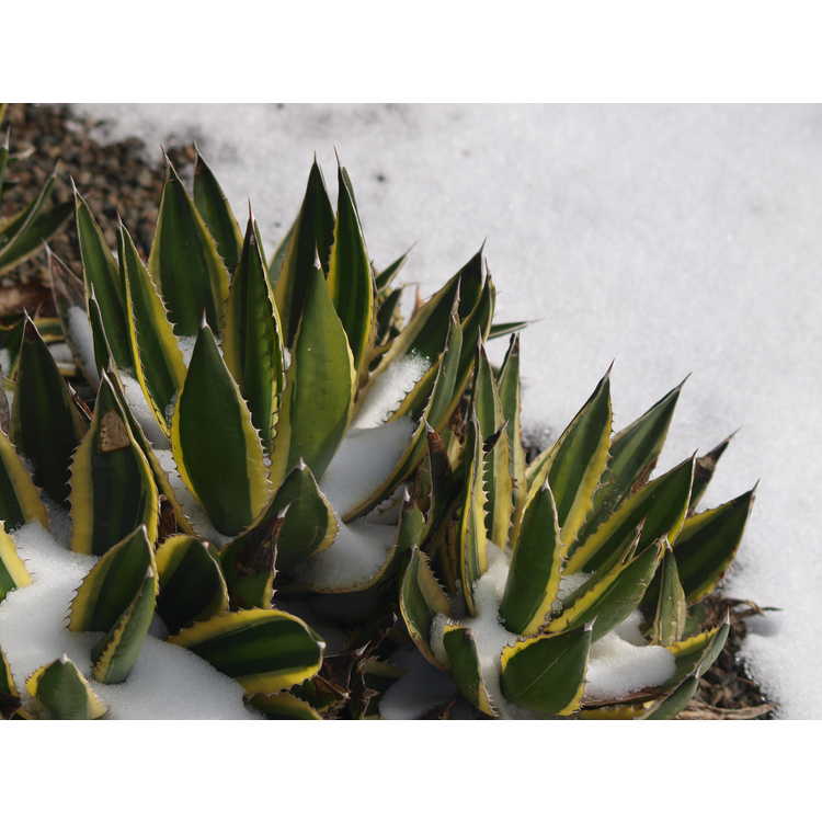 Agave lophantha 'Quadricolor' - variegated thorn-crested agave