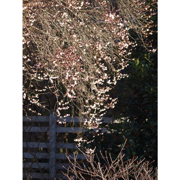 Prunus mume 'Rose Bud'
