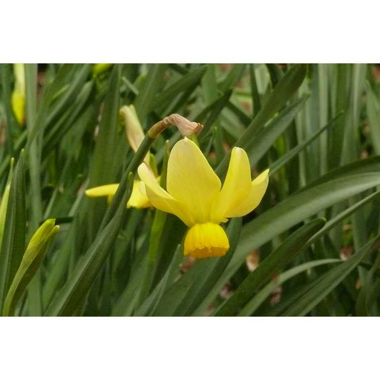 Narcissus 'Beryl'