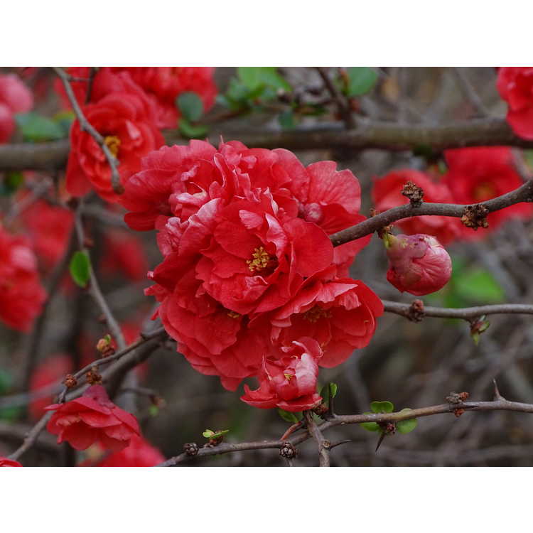 Chaenomeles speciosa 'Red Charlet' - flowering quince