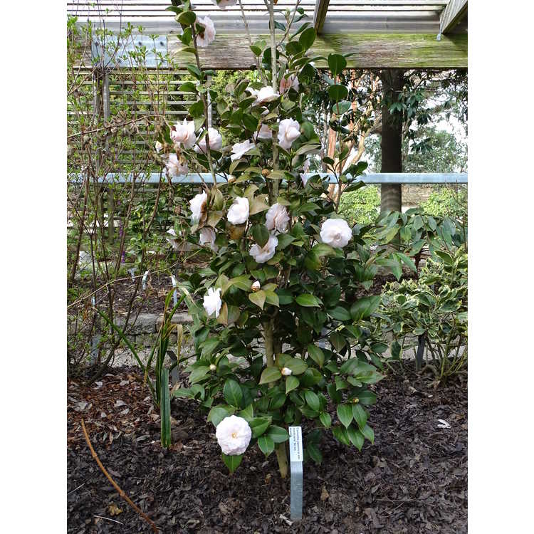 Camellia japonica var. rusticana 'Ai-no-izumi'