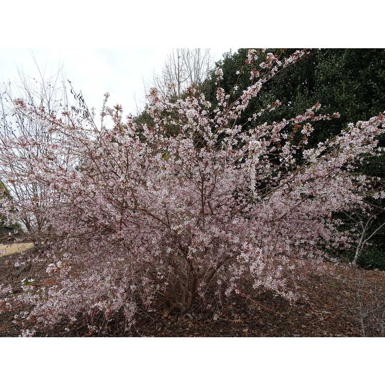 Prunus incisa 'Shikizaki'
