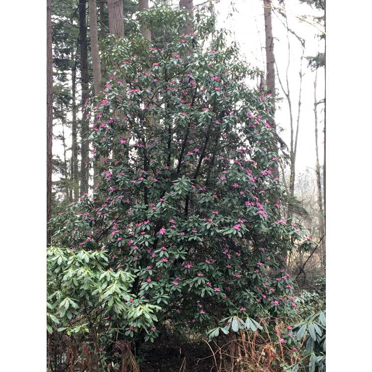 <em>Rhododendron ririei</em>