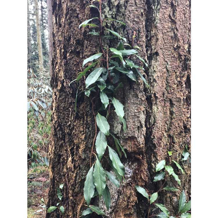 evergreen climbing hydrangea