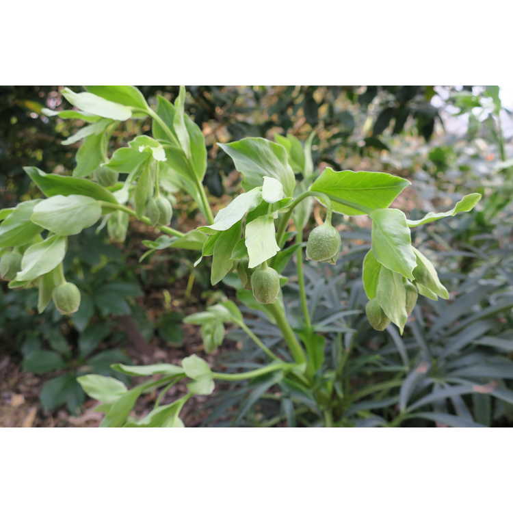 Helleborus ×sternii (Montrose strain)