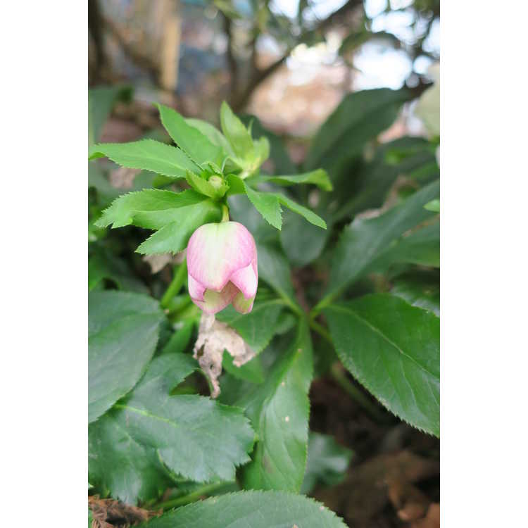 Helleborus ×hybridus (variegated) - variegated Lenten rose