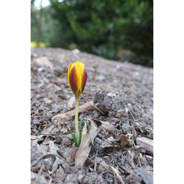 Crocus chrysanthus 'Herald' - spring crocus