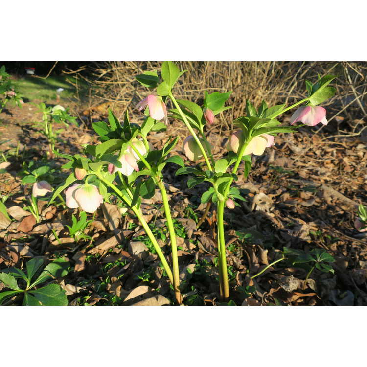 Helleborus ×hybridus (pale pink shades) - Lenten rose
