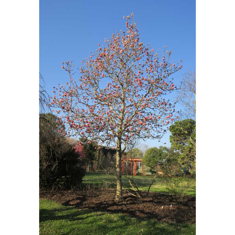 Magnolia denudata Forrests Pink