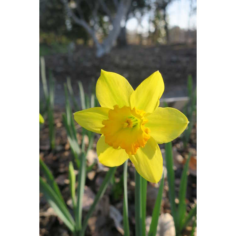 Narcissus 'Tittle Tattle' - jonquilla daffodil