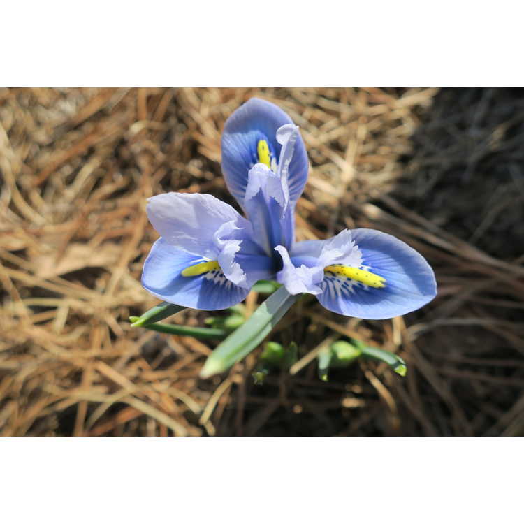 Iris [Reticulata Group] 'Alida' - netted iris