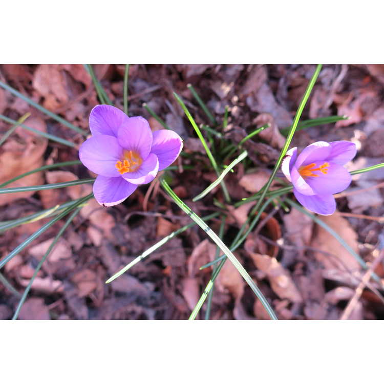 Crocus isauricus 'Spring Beauty'