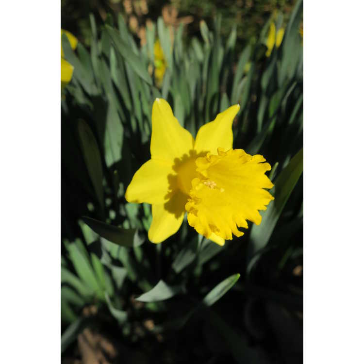 Narcissus Kassels Gold