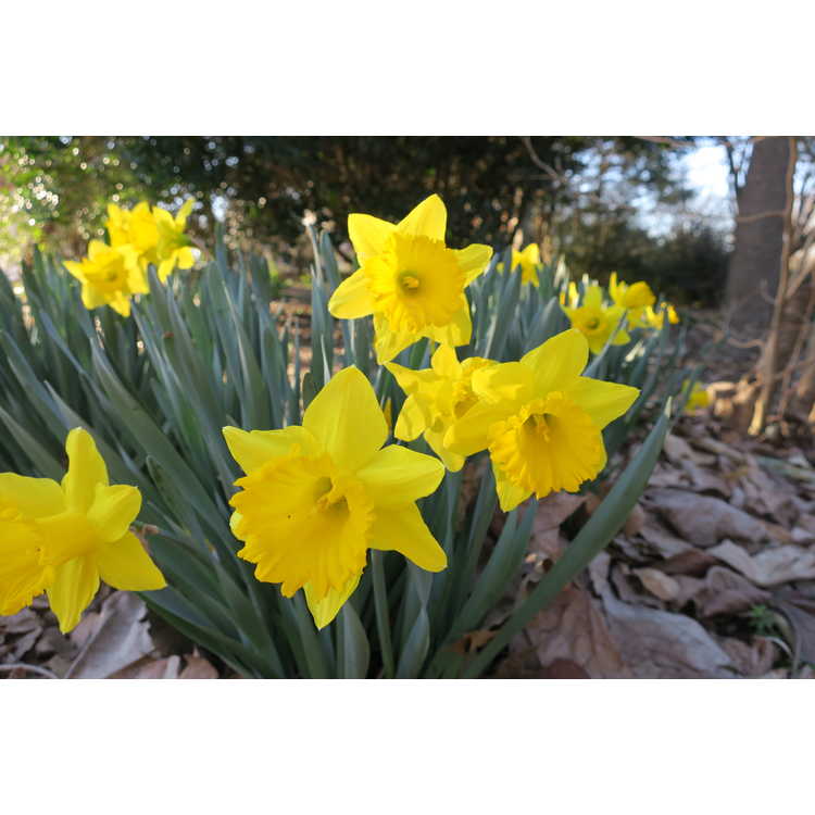 Narcissus 'Kassels Gold' - trumpet daffodil